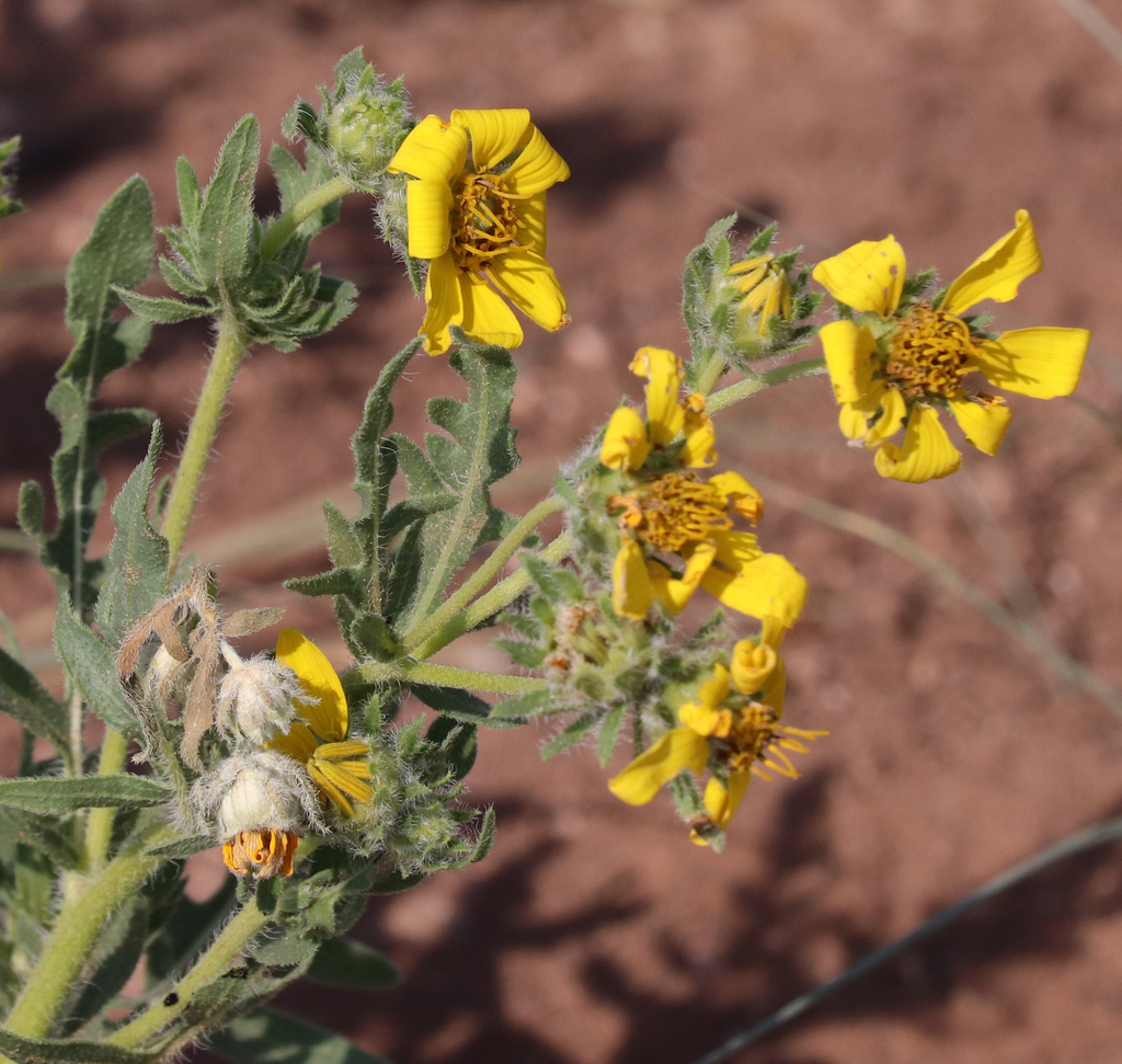 Engelmannia peristenia, Mallet Ranch, TX, USA
