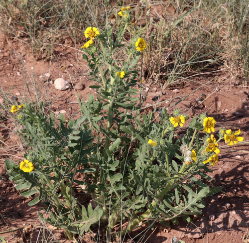 Engelmannia peristenia