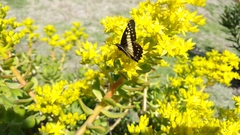 Catasticta nimbice nimbice