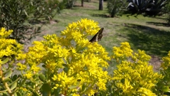 Catasticta nimbice nimbice