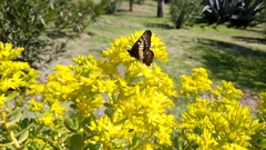 Catasticta nimbice nimbice