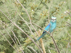 Coracias abyssinicus