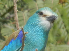 Coracias abyssinicus