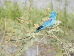 Coracias abyssinicus