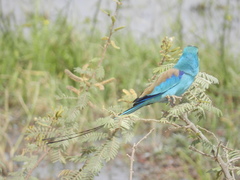 Coracias abyssinicus