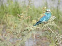 Coracias abyssinicus