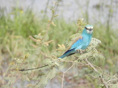 Coracias abyssinicus