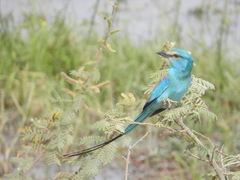 Coracias abyssinicus