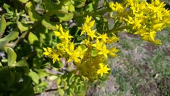 Sedum dendroideum