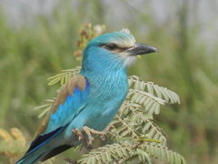 Coracias abyssinicus