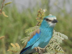 Coracias abyssinicus