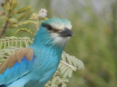 Coracias abyssinicus