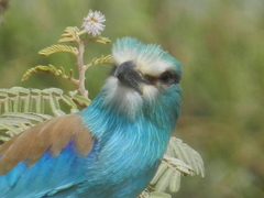 Coracias abyssinicus