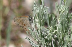 Coenonympha haydenii