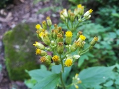 Schistocarpha eupatorioides