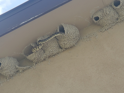 Bullsnake photographed in South Dakota