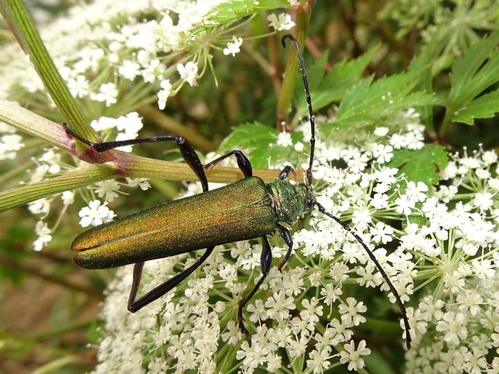 Schwarzerium quadricollis