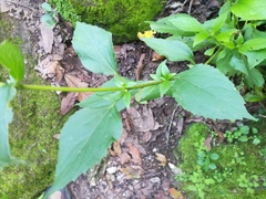 Schistocarpha eupatorioides
