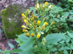 Schistocarpha eupatorioides