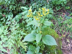 Schistocarpha eupatorioides