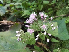 Peteravenia malvifolia