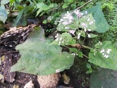 Peteravenia malvifolia