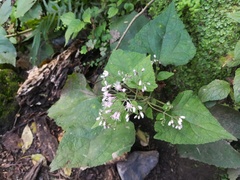 Peteravenia malvifolia