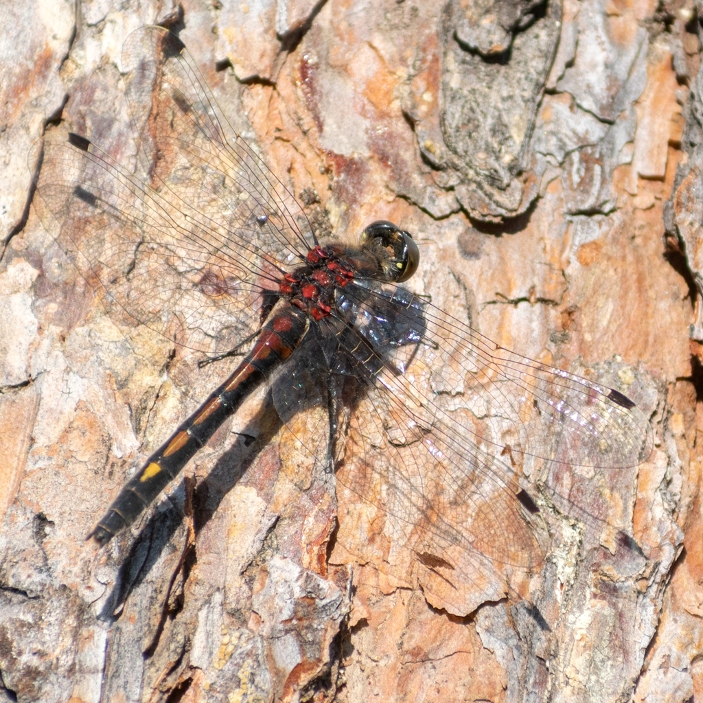 Leucorrhinia intermedia