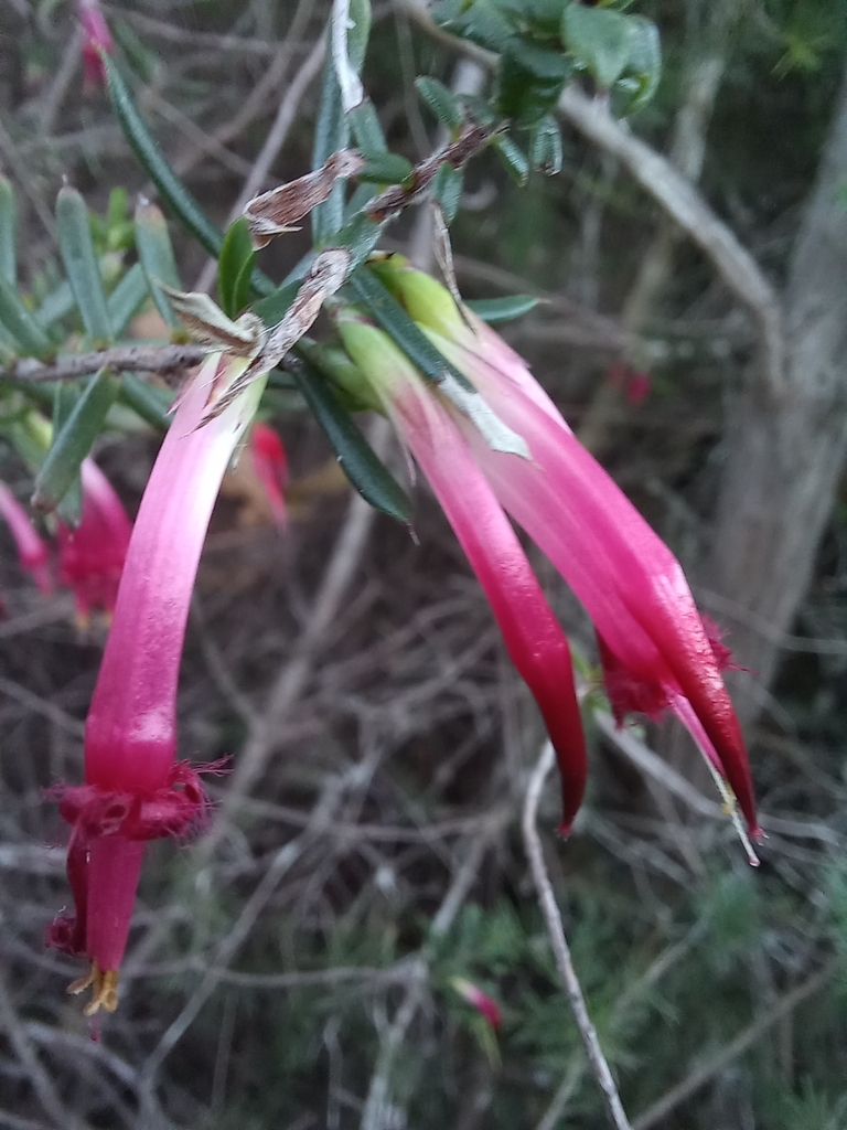 Red Fivecorners from Balmoral, Mosman NSW 2088, Australia on June 24
