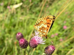 Melitaea aurelia