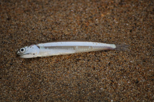 Zilverstreep-ansjovis (Anchoa argentivittata) — Engraulidae — 4