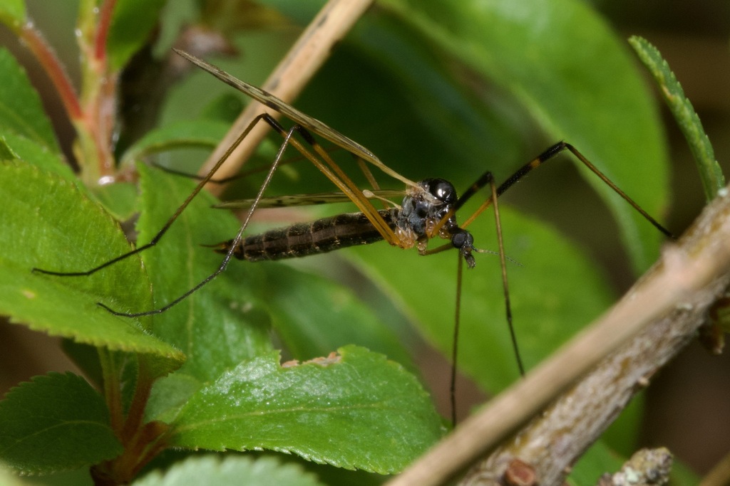 Limonia pannonica from Ziribár, Csobánka, 2014 Hungary on April 29