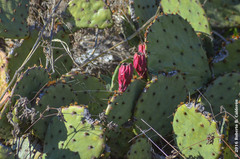 Opuntia sanguinocula
