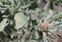 Callophrys affinis