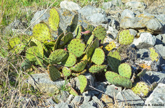 Opuntia sanguinocula