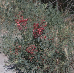 Sphaerophysa salsula