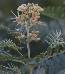 Sophora pachycarpa