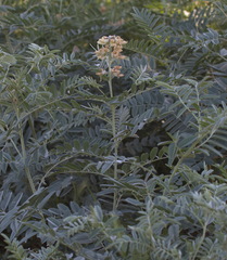Sophora pachycarpa