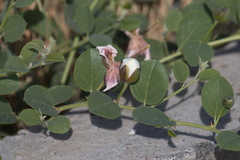 Capparis spinosa herbacea