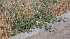 Capparis spinosa herbacea