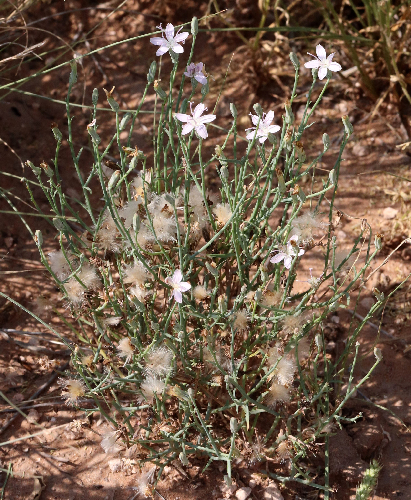 Stephanomeria