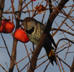 Colaptes auratus