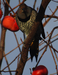 Colaptes auratus