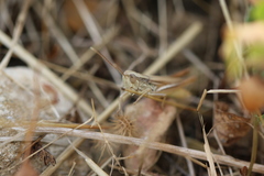 Euchorthippus elegantulus