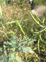 Image of Brassica napus