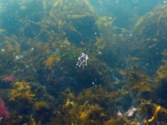 Abylopsis eschscholtzii