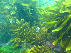 Abylopsis eschscholtzii