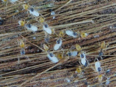 Tapinoma melanocephalum