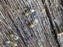 Tapinoma melanocephalum