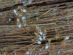 Tapinoma melanocephalum